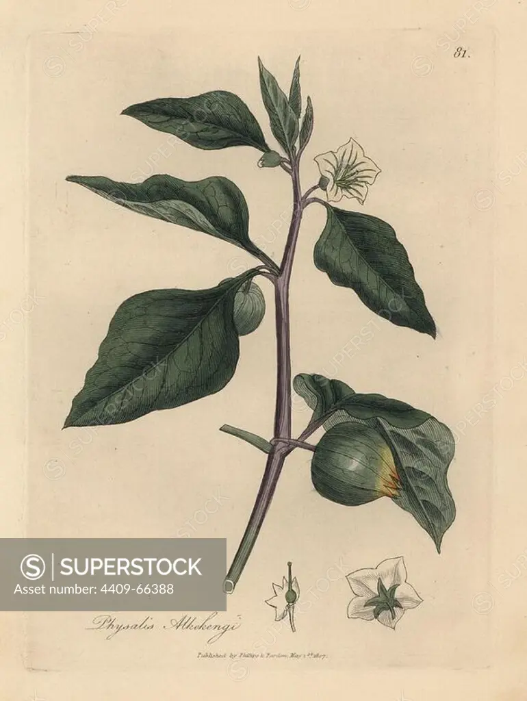 White flowered winter cherry, Physalis alkekengi. Handcolored copperplate engraving from a botanical illustration by James Sowerby from William Woodville and Sir William Jackson Hooker's "Medical Botany" 1832. The tireless Sowerby (1757-1822) drew over 2,500 plants for Smith's mammoth "English Botany" (1790-1814) and 440 mushrooms for "Coloured Figures of English Fungi " (1797) among many other works.