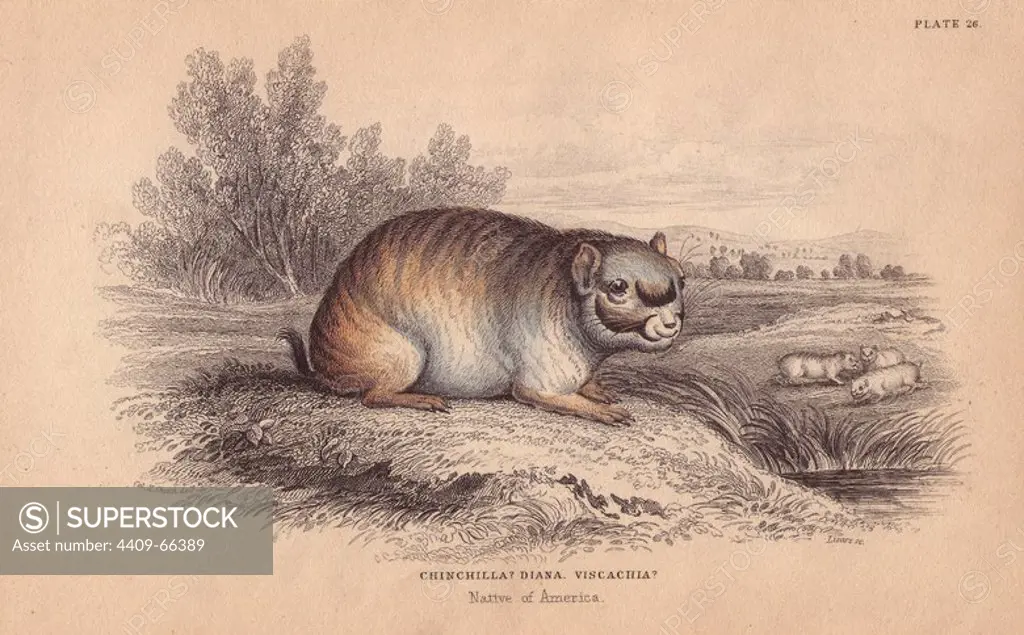 Short-tailed chinchilla, Chinchilla chinchilla. Critically endangered. Handcoloured engraving on steel by William Lizars after an illustration by Colonel Charles Hamilton Smith from Sir William Jardine's "Naturalist's Library: Mammals," Edinburgh, 1834.