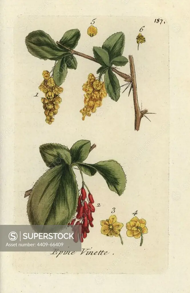 European barberry, Berberis vulgaris. Handcoloured botanical drawn and engraved by Pierre Bulliard from his own "Flora Parisiensis," 1776, Paris, P. F. Didot. Pierre Bulliard (1752-1793) was a famous French botanist who pioneered the three-colour-plate printing technique. His introduction to the flowers of Paris included 640 plants.