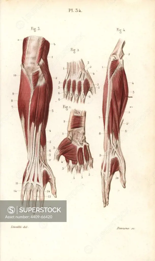 Muscles and tendons of the forearm and hand. Handcolored steel engraving by Davesne of a drawing by Leveille from Dr. Joseph Nicolas Masse's "Petit Atlas complet d'Anatomie descriptive du Corps Humain," Paris, 1864, published by Mequignon-Marvis. Masse's "Pocket Anatomy of the Human Body" was first published in 1848 and went through many editions.