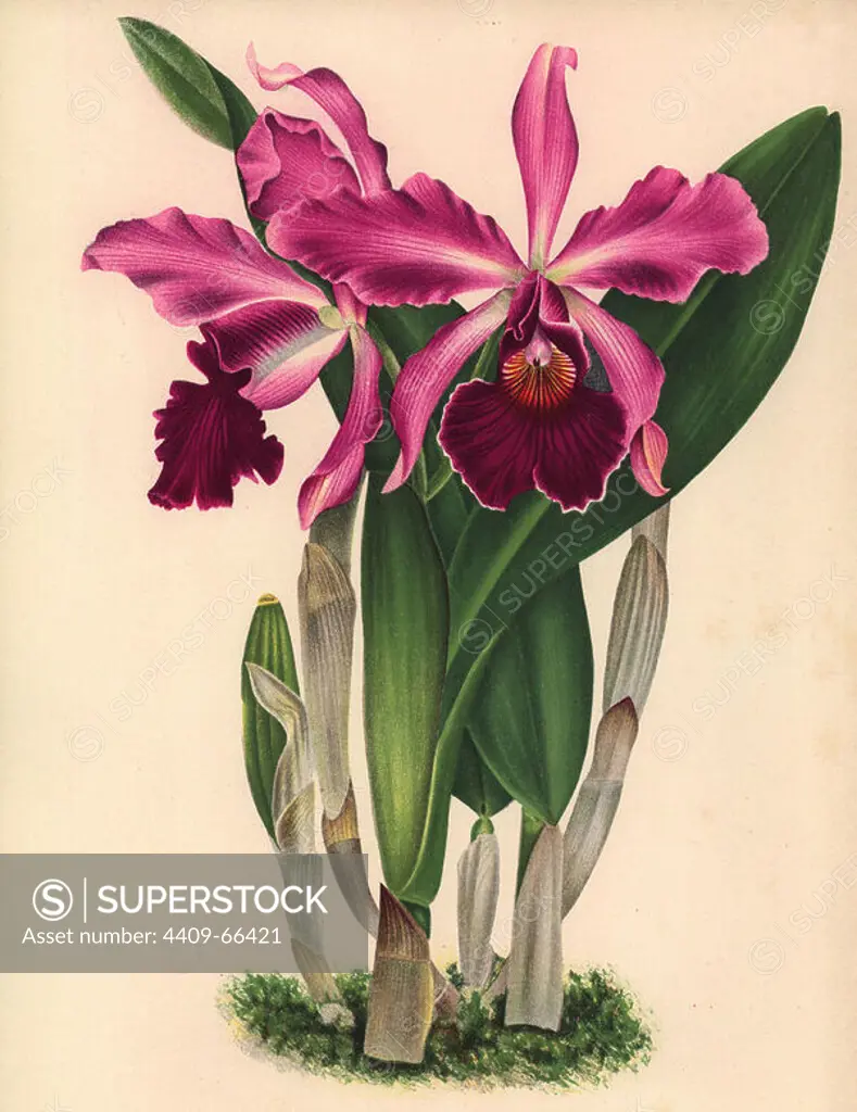 Laeliocattleya x Duchesnei L. Lind. hybrid orchid. Illustration drawn by C. de Bruyne and chromolithographed by P. de Pannemaeker et fils from Lucien Linden's "Lindenia, Iconographie des Orchidees," Brussels, 1902.