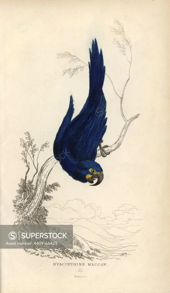 Hyacinth macaw, Anodorhynchus hyacinthinus. Endangered.. Hyacinthine maccaw, Psittacus hyacinthinus. Hand-coloured steel engraving by Joseph Kidd (after John Audubon) from Sir Thomas Dick Lauder and Captain Thomas Brown's "Miscellany of Natural History: Parrots," Edinburgh, 1833. The Miscellany was intended to be a multi-volume series, but was brought to an abrupt halt after only the second volume on cats when John Audubon complained about the unauthorized use of his illustrations.