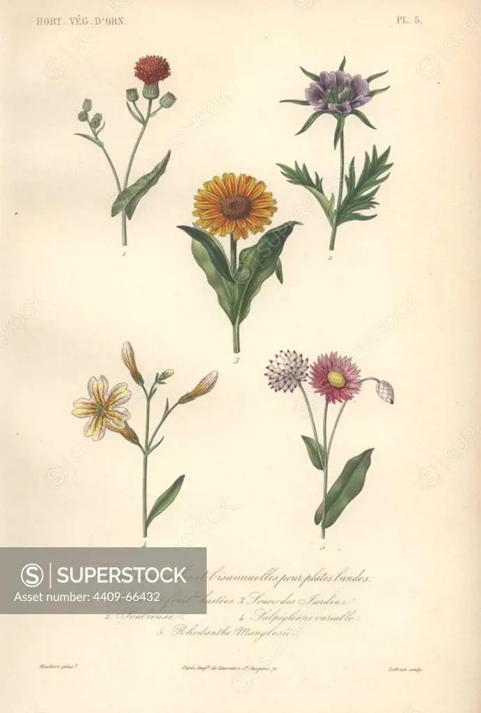 Five annuals: scarlet arnoglossum (Cacalia hastata), teasel (Scabiosa), pot marigold (Calendula officinalis), painted tongue (Salpiglossis sinuata) and purple rhodanthe (Rhodanthe manglesii).. Plantes Annuelles: 1) Cacalie a Feuilles Hastees 2) Scabieuse 3) Souci des Jardins 4) Salpiglossis Variable 5) Rhodanthe Manglesii . Handcolored lithograph by Edouard Maubert for Herincq's "Le Regne Vegetal" (1865).