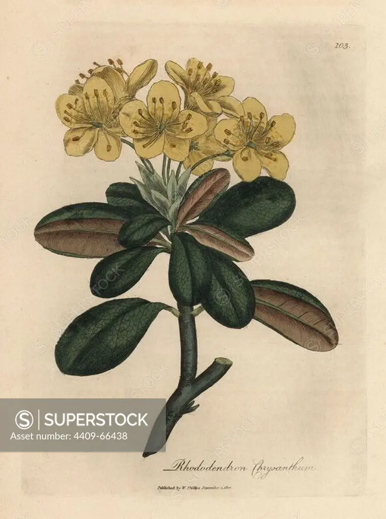 Yellow flowered rhododendron, Rhododendron chrysanthemum. Handcolored copperplate engraving from a botanical illustration by James Sowerby from William Woodville and Sir William Jackson Hooker's "Medical Botany" 1832. The tireless Sowerby (1757-1822) drew over 2,500 plants for Smith's mammoth "English Botany" (1790-1814) and 440 mushrooms for "Coloured Figures of English Fungi " (1797) among many other works.