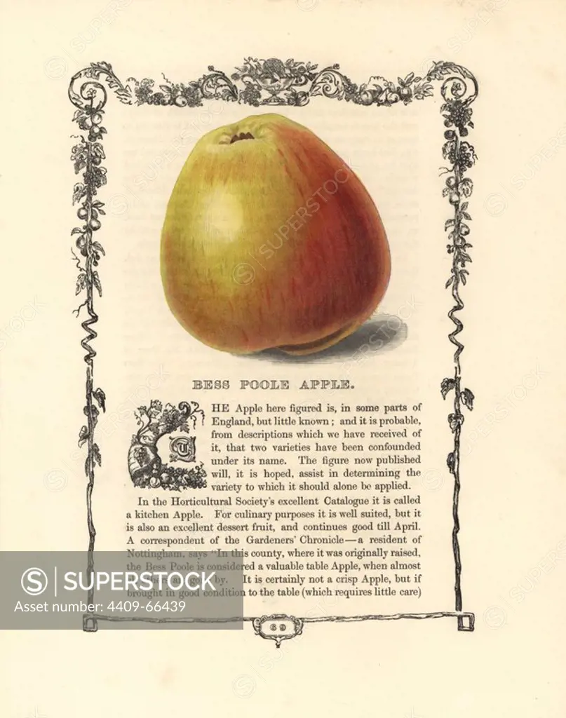 Bess Poole apple, Malus domestica, within a Della Robbia ornamental frame with text below. Handcoloured glyphograph from Benjamin Maund's "The Fruitist," London, 1850, Groombridge and Sons. Maund (17901863) was a pharmacist, botanist, printer, bookseller and publisher of "The Botanic Garden" and "The Botanist.".