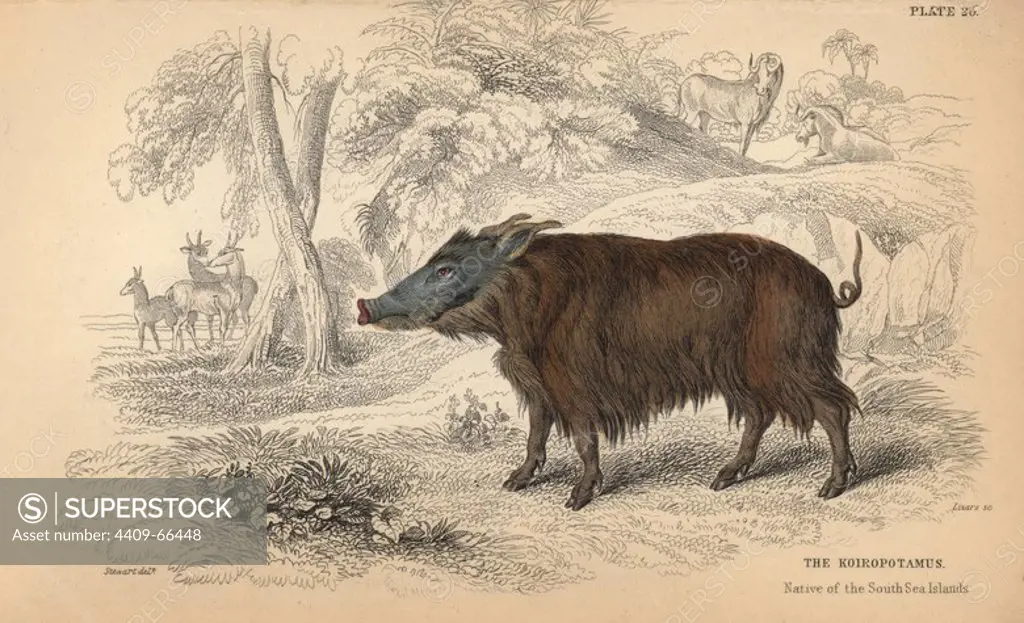 Bush pig, Koiropotamus, Potamochoerus larvatus koiropotamus, native of the South Sea Islands. Handcoloured engraving on steel by William Lizars from a drawing by James Stewart from Sir William Jardine's "Naturalist's Library: Mammalia, Pachydermes or Thick-Skinned Quadrupeds" published by W. H. Lizars, Edinburgh, 1836.