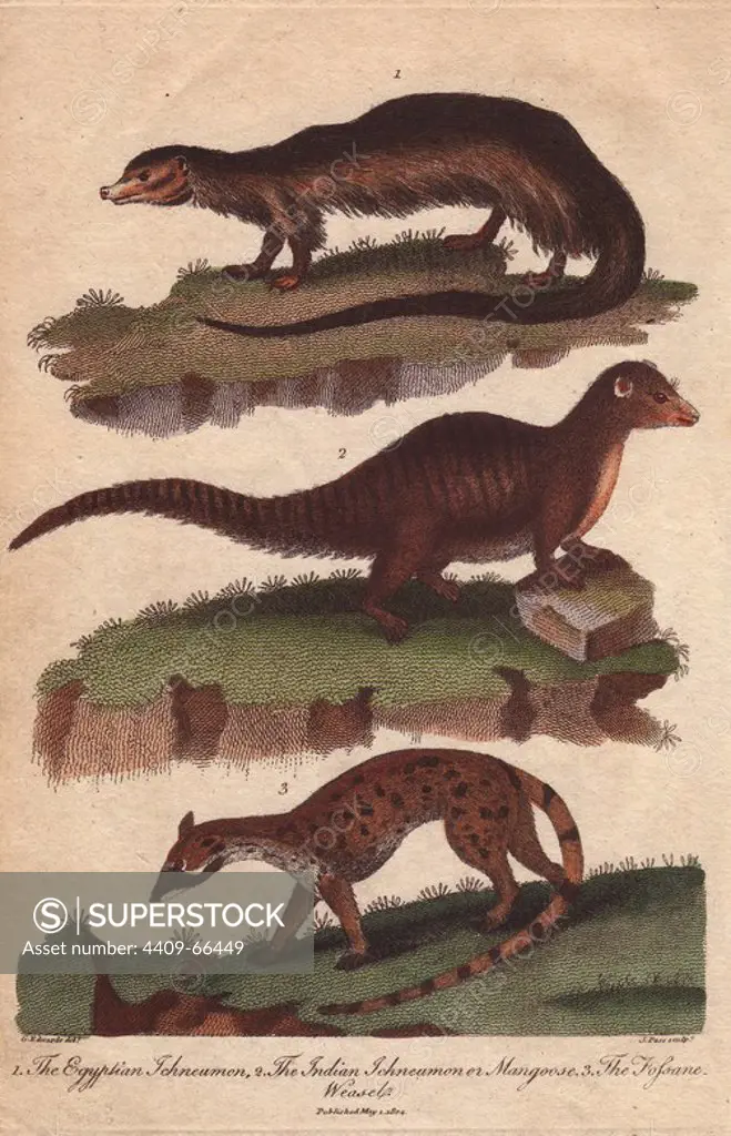 Egyptian ichneumon, Indian ichneumon or mongoose and fossane weasel. Herpestes ichneumon, Herpestes javanicus, Fossa fossana. Hand-colored copperplate engraving from a drawing by George Edwards from Ebenezer Sibly's "Universal System of Natural History" 1794. The prolific Sibly published his Universal System of Natural History in 1794~1796 in five volumes covering the three natural worlds of fauna, flora and geology. The series included illustrations of mythical beasts such as the sukotyro and the mermaid, and depicted sloths sitting on the ground (instead of hanging from trees) and a domesticated female orang utan wearing a bandana. The engravings were by J. Pass, J. Chapman and Barlow copied from original drawings by famous natural history artists George Edwards, Albertus Seba, Maria Sybilla Merian, and Johann Ihle.