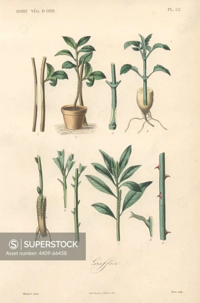 Gardening techniques: graftings (Greffer). Handcolored lithograph by Edouard Maubert for Herincq's "Le Regne Vegetal" (1865).