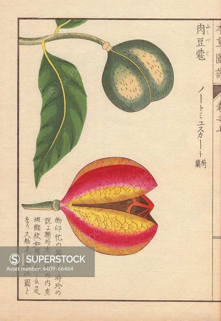 Green and red seeds of nutmeg and mace, Myristica fragrans Houtt. Nikuzutsu. Colour-printed woodblock engraving by Kan'en Iwasaki from "Honzo Zufu," an Illustrated Guide to Medicinal Plants, 1884. Iwasaki (1786-1842) was a Japanese botanist, entomologist and zoologist. He was one of the first Japanese botanists to incorporate western knowledge into his studies.