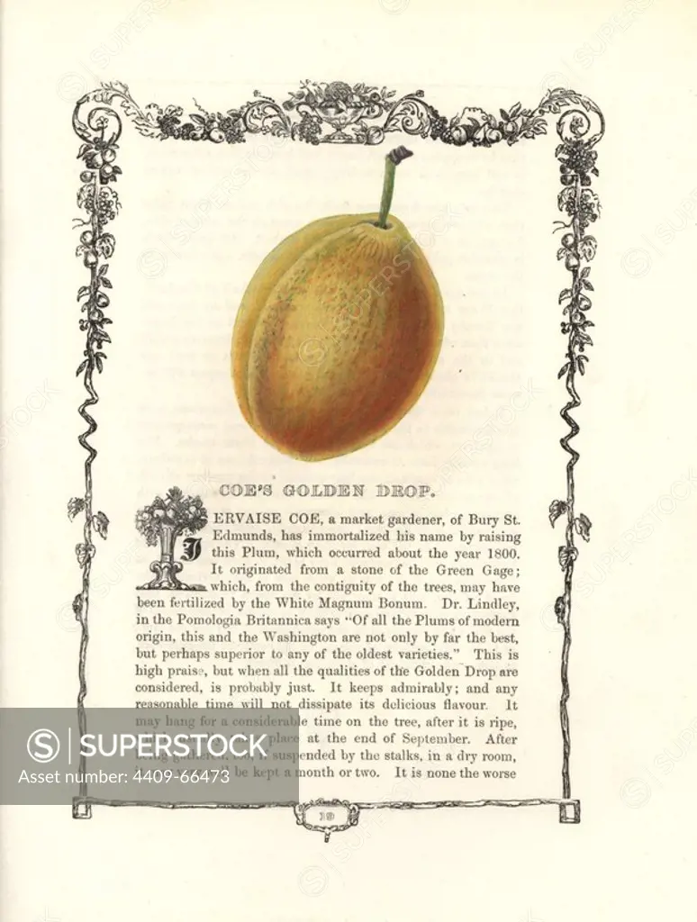 Coe's Golden Drop plum, Prunus domestica, within a Della Robbia ornamental frame with text below. Handcoloured glyphograph from Benjamin Maund's "The Fruitist," London, 1850, Groombridge and Sons. Maund (17901863) was a pharmacist, botanist, printer, bookseller and publisher of "The Botanic Garden" and "The Botanist.".