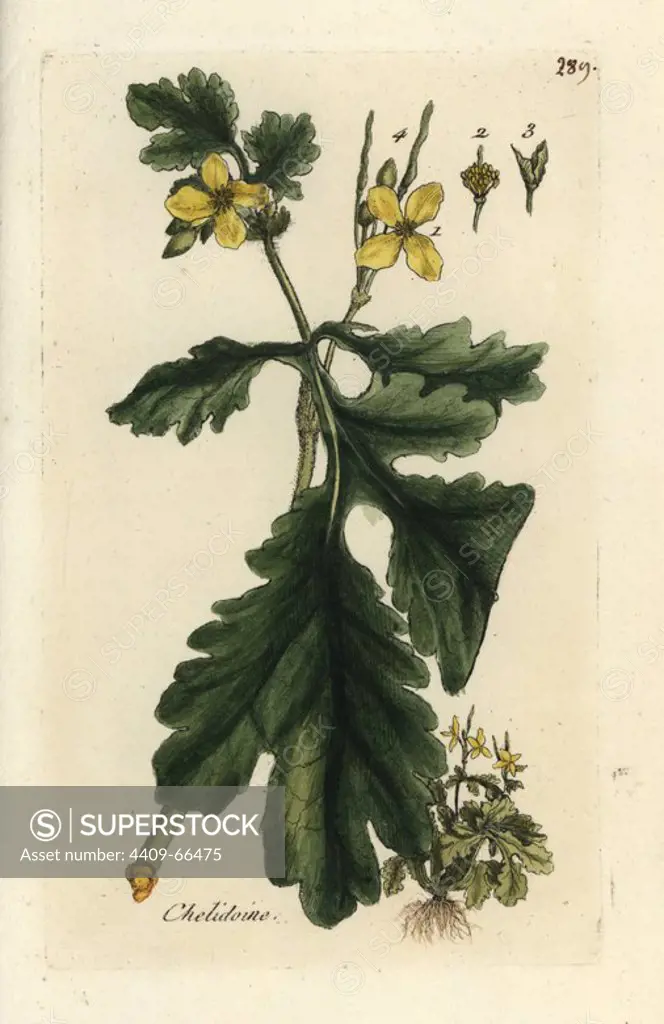 Greater celandine, Chelidonium majus. Handcoloured botanical drawn and engraved by Pierre Bulliard from his own "Flora Parisiensis," 1776, Paris, P. F. Didot. Pierre Bulliard (1752-1793) was a famous French botanist who pioneered the three-colour-plate printing technique. His introduction to the flowers of Paris included 640 plants.