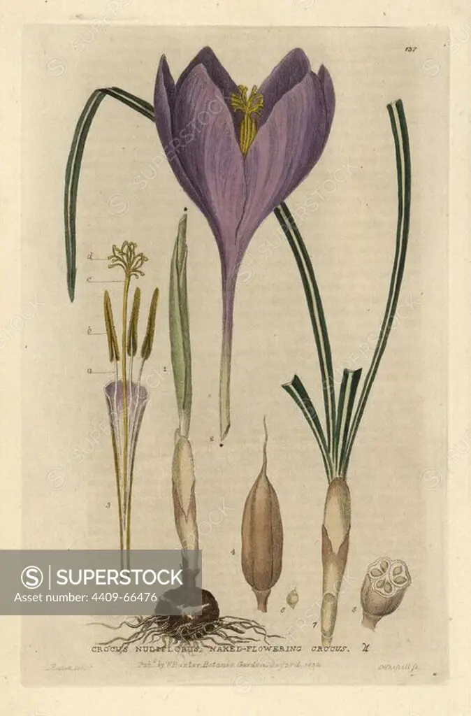 Naked-flowering crocus, Crocus nudiflorus. Handcoloured copperplate engraving by I. Whessell of a drawing by Isaac Russell from William Baxter's "British Phaenogamous Botany" 1835. Scotsman William Baxter (1788-1871) was the curator of the Oxford Botanic Garden from 1813 to 1854.