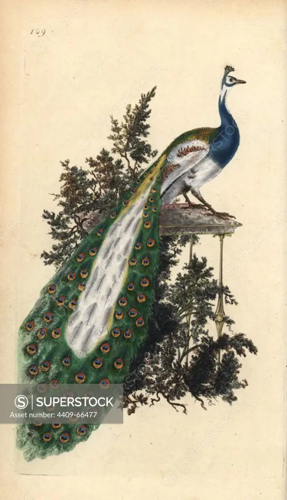 Crested peacock, Indian or blue peafowl, Pavo cristatus. Handcoloured copperplate drawn and engraved by Edward Donovan from his own "Natural History of British Birds," London, 1794-1819. Edward Donovan (1768-1837) was an Anglo-Irish amateur zoologist, writer, artist and engraver. He wrote and illustrated a series of volumes on birds, fish, shells and insects, opened his own museum of natural history in London, but later he fell on hard times and died penniless.