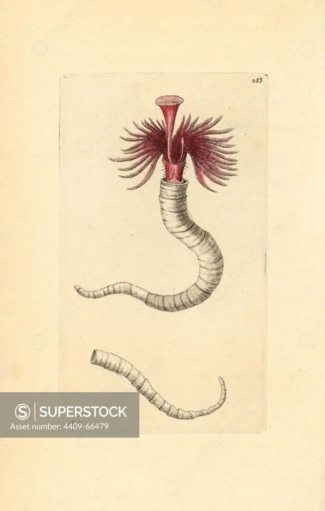 Plume worm, Serpula vermicularis. Illustration signed RN (Richard Nodder). Handcolored copperplate engraving from George Shaw and Frederick Nodder's "The Naturalist's Miscellany" 1796.. Frederick Polydore Nodder (1751~1801) was a gifted natural history artist and engraver. Nodder honed his draftsmanship working on Captain Cook and Joseph Banks' Florilegium and engraving Sydney Parkinson's sketches of Australian plants. He was made "botanic painter to her majesty" Queen Charlotte in 1785. Nodder also drew the botanical studies in Thomas Martyn's Flora Rustica (1792) and 38 Plates (1799). Most of the 1,064 illustrations of animals, birds, insects, crustaceans, fishes, marine life and microscopic creatures for the Naturalist's Miscellany were drawn, engraved and published by Frederick Nodder's family. Frederick himself drew and engraved many of the copperplates until his death. His wife Elizabeth is credited as publisher on the volumes after 1801. Their son Richard Polydore (1774~1823) w