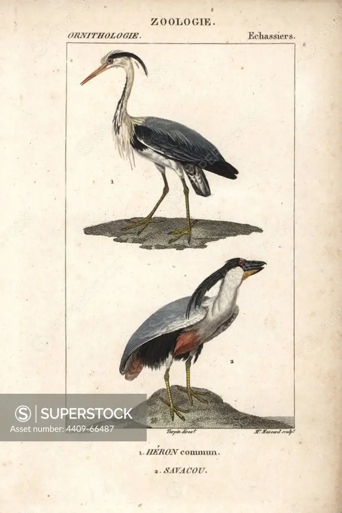 Grey heron, Ardea cinerea, and boat-billed heron, Cochlearius cochlearius. Handcoloured copperplate stipple engraving from Dumont de Sainte-Croix's "Dictionary of Natural Science: Ornithology," Paris, France, 1816-1830. Illustration by J. G. Pretre, engraved by Madame Massard, directed by Pierre Jean-Francois Turpin, and published by F.G. Levrault. Jean Gabriel Pretre (1780~1845) was painter of natural history at Empress Josephine's zoo and later became artist to the Museum of Natural History. Turpin (1775-1840) is considered one of the greatest French botanical illustrators of the 19th century.