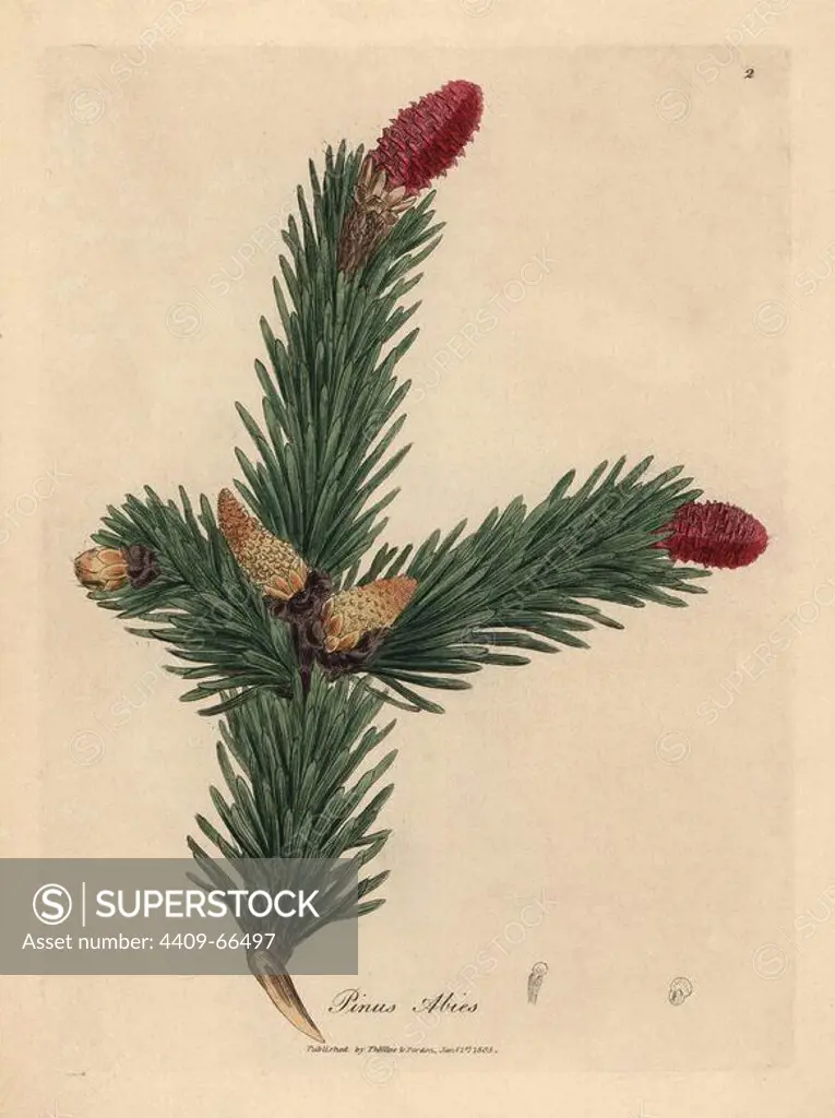 Norway spruce, Pinus abies. Handcolored copperplate engraving from a botanical illustration by James Sowerby from William Woodville and Sir William Jackson Hooker's "Medical Botany," John Bohn, London, 1832. The tireless Sowerby (1757-1822) drew over 2, 500 plants for Smith's mammoth "English Botany" (1790-1814) and 440 mushrooms for "Coloured Figures of English Fungi " (1797) among many other works.