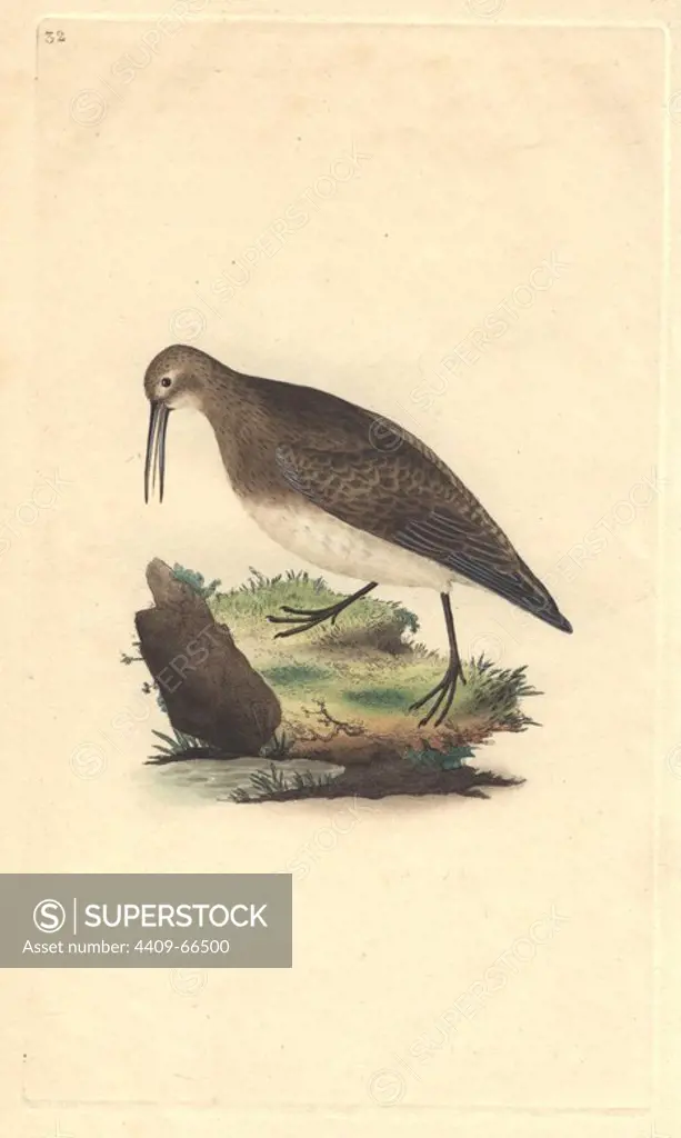 Ox-eye, purre, stint or sandpiper shown walking along the water edge.. Calidris minutilla (Tringa cinclus). Edward Donovan (1768-1837) was an Anglo-Irish amateur zoologist, writer, artist and engraver. He wrote and illustrated a series of volumes on birds, fish, shells and insects, opened his own museum of natural history in London, but later he fell on hard times and died penniless.. Handcolored copperplate engraving from Edward Donovan's "The Natural History of British Birds" (1794-1819).