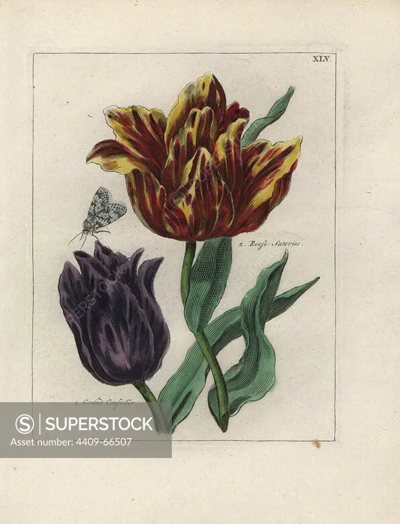 Tulip varieties, Grand Conseille and Roose Satories, Tulipa gesneriana, with moth. Handcoloured copperplate botanical engraving from "Nederlandsch Bloemwerk" (Dutch Flower Arrangements), Amsterdam, J.B. Elwe, 1794. The artist of the fine plates is a mystery: the title bouquet has the signature of Paul Theodor van Brussel (1754-1795), the Dutch flower painter, and one auricula is "drawn from life" by A. Bres. According to Hunt, 30 plates show the influence of the famous French artist Nicolas Robert (1614-1685).