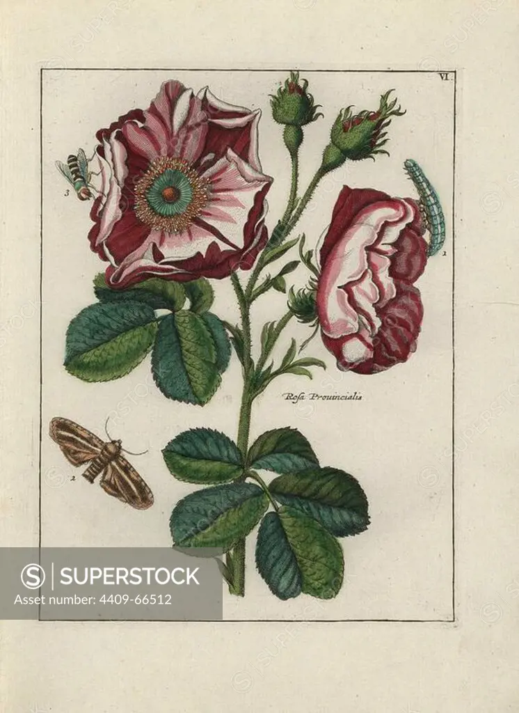 Rose, Rosa provincialis, with moth. Handcoloured copperplate botanical engraving from "Nederlandsch Bloemwerk" (Dutch Flower Arrangements), Amsterdam, J.B. Elwe, 1794. The artist of the fine plates is a mystery: the title bouquet has the signature of Paul Theodor van Brussel (1754-1795), the Dutch flower painter, and one auricula is "drawn from life" by A. Bres. According to Hunt, 30 plates show the influence of the famous French artist Nicolas Robert (1614-1685).
