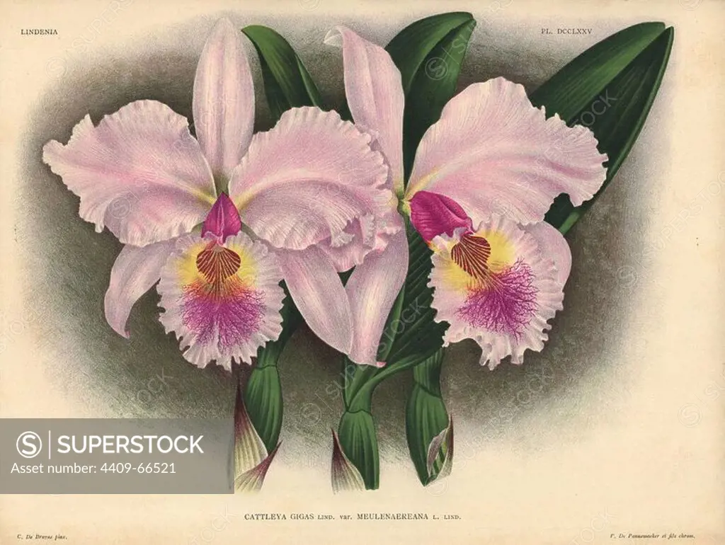 Meulenaereana variety of Cattleya gigas, Lind., hybrid orchid. Illustration drawn by C. de Bruyne and chromolithographed by P. de Pannemaeker et fils from Lucien Linden's "Lindenia, Iconographie des Orchidees," Brussels, 1902.