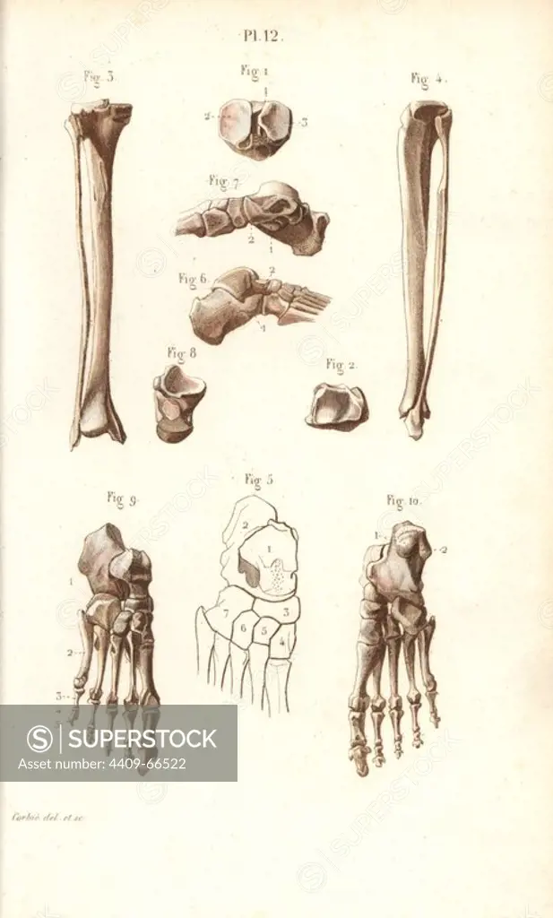Leg, ankle and foot bones. Handcolored steel engraving by Corbie of a drawing by Corbie from Dr. Joseph Nicolas Masse's "Petit Atlas complet d'Anatomie descriptive du Corps Humain," Paris, 1864, published by Mequignon-Marvis. Masse's "Pocket Anatomy of the Human Body" was first published in 1848 and went through many editions.