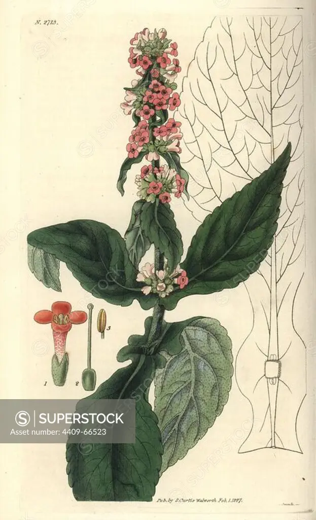 Buddlea brasiliensis. Brazilian buddlea with coral-pink flowers.. Illustration by WJ Hooker, engraved by Swan. Handcolored copperplate engraving from William Curtis's "The Botanical Magazine" 1827.. William Jackson Hooker (1785-1865) was an English botanist, writer and artist. He was Regius Professor of Botany at Glasgow University, and editor of Curtis' "Botanical Magazine" from 1827 to 1865. In 1841, he was appointed director of the Royal Botanic Gardens at Kew, and was succeeded by his son Joseph Dalton. Hooker documented the fern and orchid crazes that shook England in the mid-19th century in books such as "Species Filicum" (1846) and "A Century of Orchidaceous Plants" (1849). A gifted botanical artist himself, he wrote and illustrated "Flora Exotica" (1823) and several volumes of the "Botanical Magazine" after 1827.