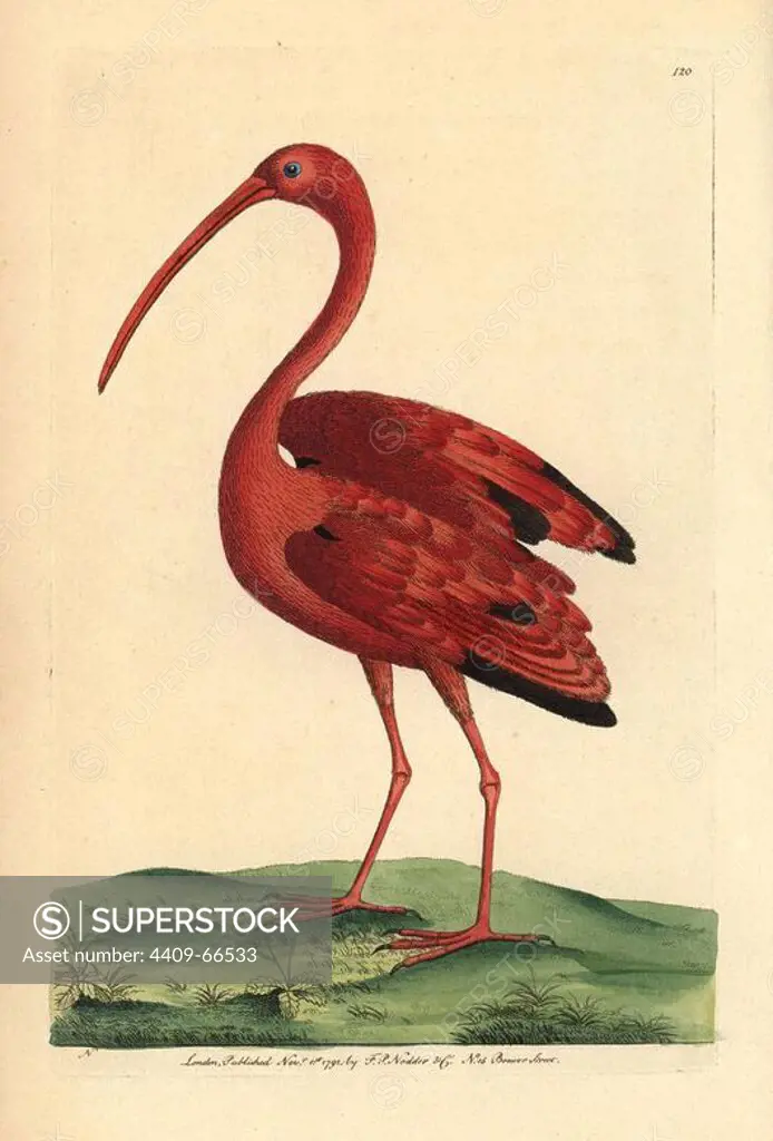 Scarlet ibis, Eudocimus ruber. Illustration signed N (Frederick Nodder).. Handcolored copperplate engraving from George Shaw and Frederick Nodder's "The Naturalist's Miscellany" 1792.. Frederick Polydore Nodder (1751~1801) was a gifted natural history artist and engraver. Nodder honed his draftsmanship working on Captain Cook and Joseph Banks' Florilegium and engraving Sydney Parkinson's sketches of Australian plants. He was made "botanic painter to her majesty" Queen Charlotte in 1785. Nodder also drew the botanical studies in Thomas Martyn's Flora Rustica (1792) and 38 Plates (1799). Most of the 1,064 illustrations of animals, birds, insects, crustaceans, fishes, marine life and microscopic creatures for the Naturalist's Miscellany were drawn, engraved and published by Frederick Nodder's family. Frederick himself drew and engraved many of the copperplates until his death. His wife Elizabeth is credited as publisher on the volumes after 1801. Their son Richard Polydore (1774~1823) wa