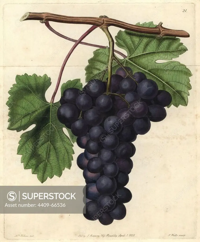 Cambridge Botanic Garden grape Vitis vinifera. Handcolored copperplate engraving by Watts of a botanical painting by Mrs. Augusta Withers from John Lindley's "Pomological Magazine" 1828.