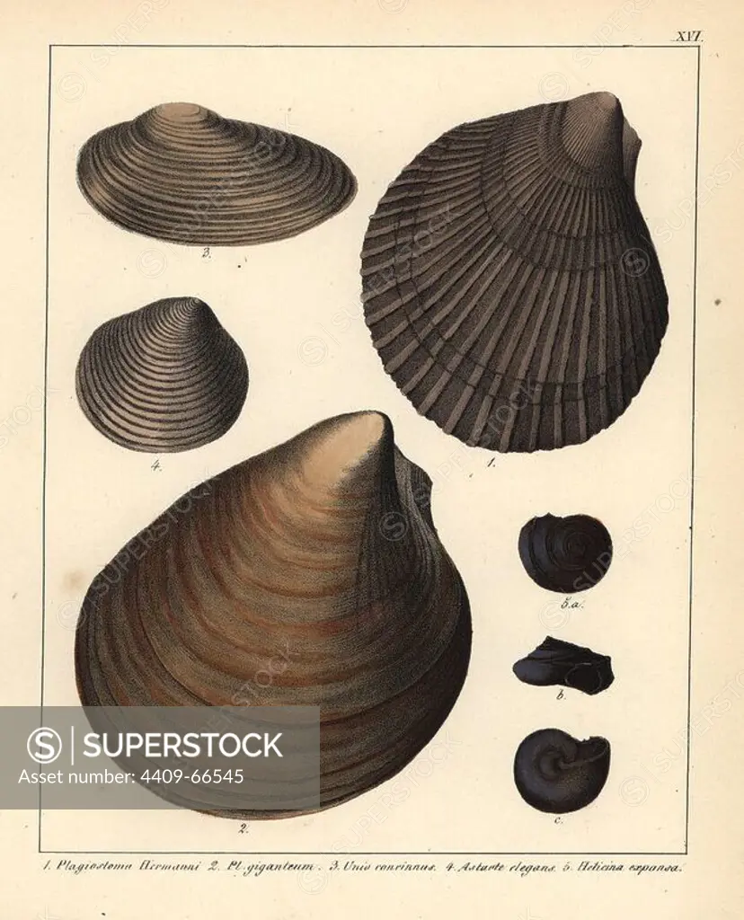 Fossils of extinct bivalves: Plagiostoma hermanni, Pl. giganteum, Unio concinnus, clam Astarte elegans, and land snail Helicina expansa. Handcoloured lithograph by an unknown artist from Dr. F.A. Schmidt's "Petrefactenbuch," published in Stuttgart, Germany, 1855 by Verlag von Krais & Hoffmann. Dr. Schmidt's "Book of Petrification" introduced fossils and palaeontology to both the specialist and general reader.
