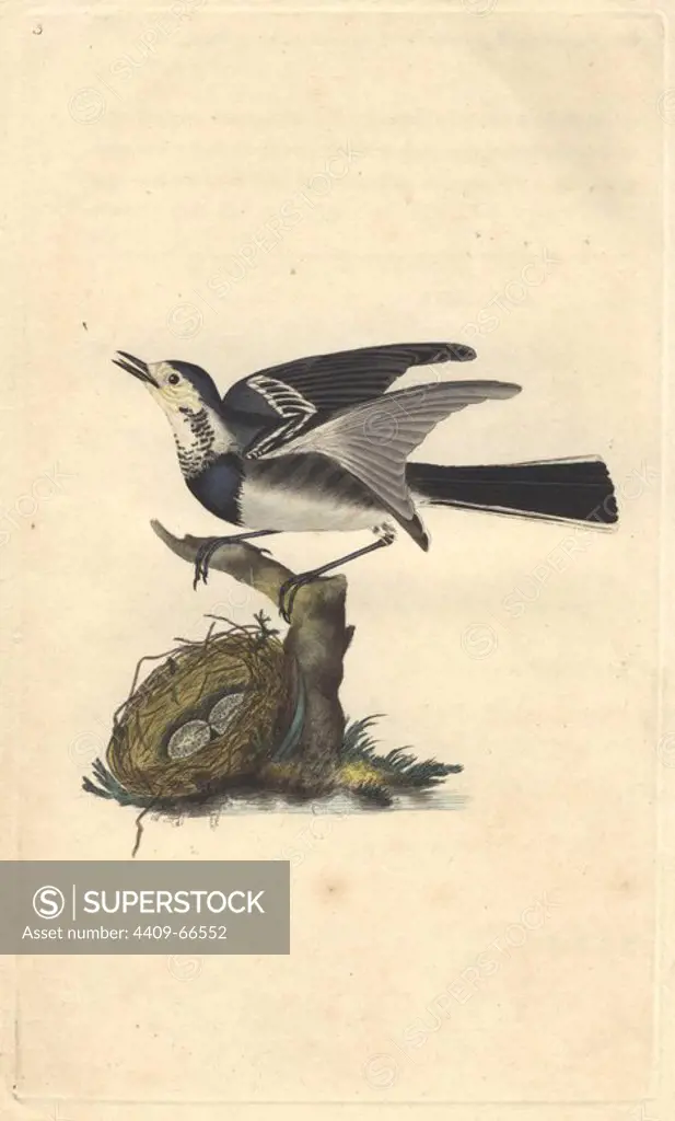 White wagtail perched on stump, with nest and two spotted eggs on the ground below.. Motacilla alba. Edward Donovan (1768-1837) was an Anglo-Irish amateur zoologist, writer, artist and engraver. He wrote and illustrated a series of volumes on birds, fish, shells and insects, opened his own museum of natural history in London, but later he fell on hard times and died penniless.. Handcolored copperplate engraving from Edward Donovan's "The Natural History of British Birds" (1794-1819).