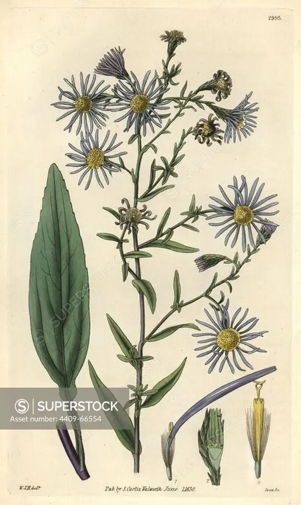 Smooth-leaved michaelmas daisy, Aster laevigatus. Illustration drawn by William Jackson Hooker, engraved by Swan. Handcolored copperplate engraving from William Curtis's "The Botanical Magazine," Samuel Curtis, 1830. Hooker (1785-1865) was an English botanist, writer and artist. He was Regius Professor of Botany at Glasgow University, and editor of Curtis' "Botanical Magazine" from 1827 to 1865. In 1841, he was appointed director of the Royal Botanic Gardens at Kew, and was succeeded by his son Joseph Dalton. Hooker documented the fern and orchid crazes that shook England in the mid-19th century in books such as "Species Filicum" (1846) and "A Century of Orchidaceous Plants" (1849). A gifted botanical artist himself, he wrote and illustrated "Flora Exotica" (1823) and several volumes of the "Botanical Magazine" after 1827.