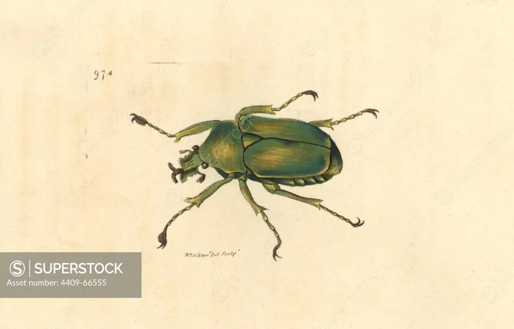 Flower chafer (scarab beetle), Dicronorrhina micans. Illustration signed RN, drawn and engraved by Richard Nodder. Handcolored copperplate engraving from George Shaw and Frederick Nodder's "The Naturalist's Miscellany" 1812. Most of the 1,064 illustrations of animals, birds, insects, crustaceans, fishes, marine life and microscopic creatures for the Naturalist's Miscellany were drawn by George Shaw, Frederick Nodder and Richard Nodder, and engraved and published by the Nodder family. Frederick drew and engraved many of the copperplates until his death around 1800, and son Richard Polydore (1774~1823) was responsible for the plates signed RN or RPN. Richard exhibited at the Royal Academy and became botanic painter to King George III.