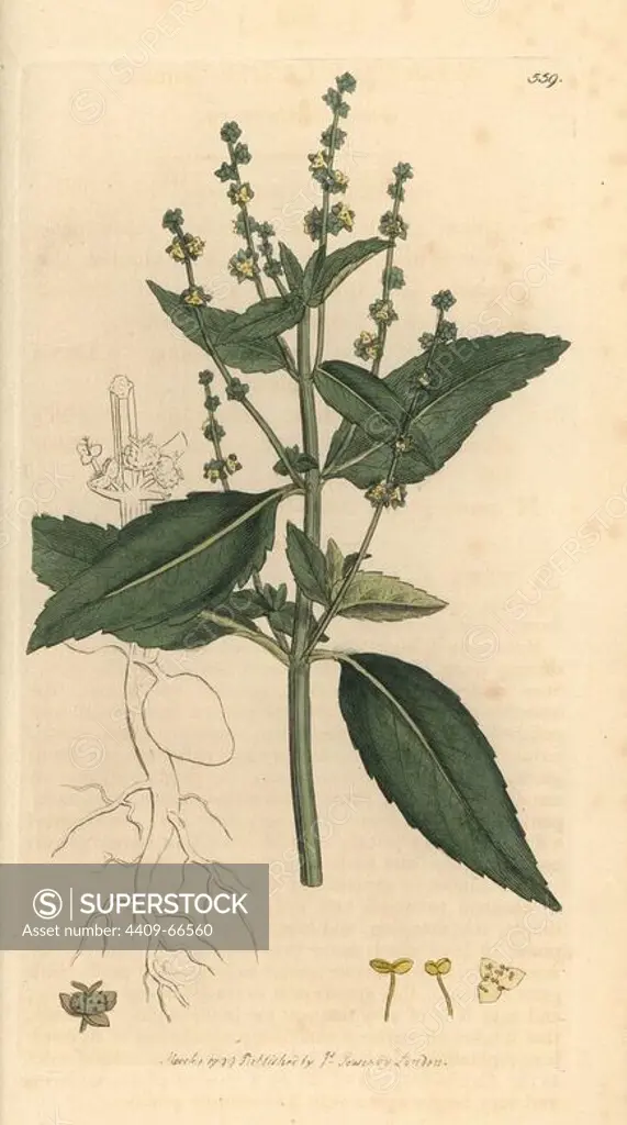 Annual mercury, Mercurialis annua. Handcoloured copperplate engraving from a drawing by James Sowerby for Smith's "English Botany," London, 1799. Sowerby was a tireless illustrator of natural history books and illustrated books on botany, mycology, conchology and geology.