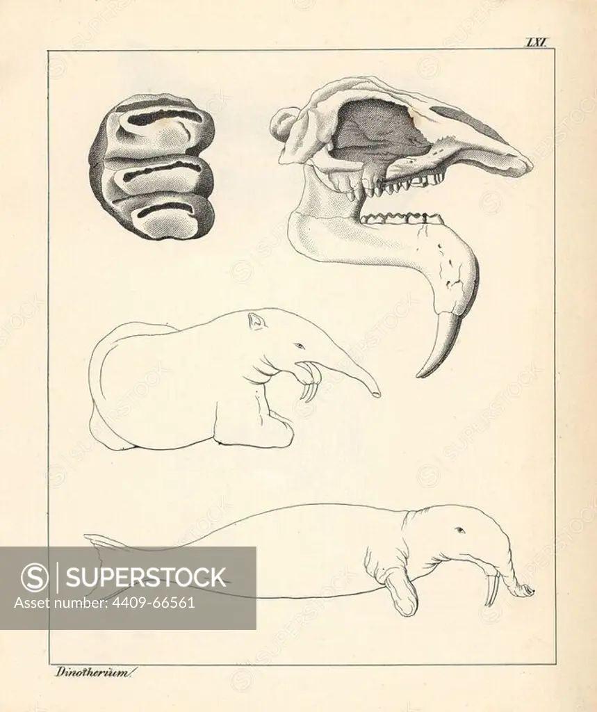 Skull, tooth and fanciful illustration of a Dinotherium, shown as a kind of seal-like creature. Deinotherium, an extinct relative to the elephant. Lithograph by an unknown artist from Dr. F.A. Schmidt's "Petrefactenbuch," published in Stuttgart, Germany, 1855 by Verlag von Krais & Hoffmann. Dr. Schmidt's "Book of Petrification" introduced fossils and palaeontology to both the specialist and general reader.