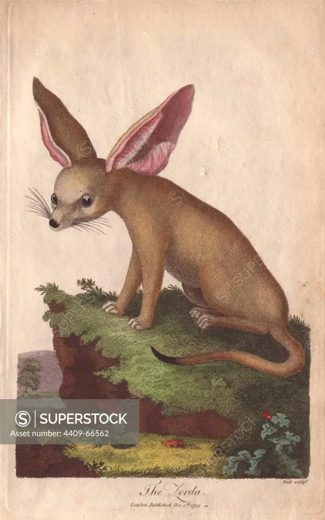 Zerda or fennec fox (Vulpes zerda).. Hand-colored copperplate engraving from a drawing by Johann Ihle from Ebenezer Sibly's "Universal System of Natural History" 1794. The prolific Sibly published his Universal System of Natural History in 1794~1796 in five volumes covering the three natural worlds of fauna, flora and geology. The series included illustrations of mythical beasts such as the sukotyro and the mermaid, and depicted sloths sitting on the ground (instead of hanging from trees) and a domesticated female orang utan wearing a bandana. The engravings were by J. Pass, J. Chapman and Barlow copied from original drawings by famous natural history artists George Edwards, Albertus Seba, Maria Sybilla Merian, and Johann Ihle.