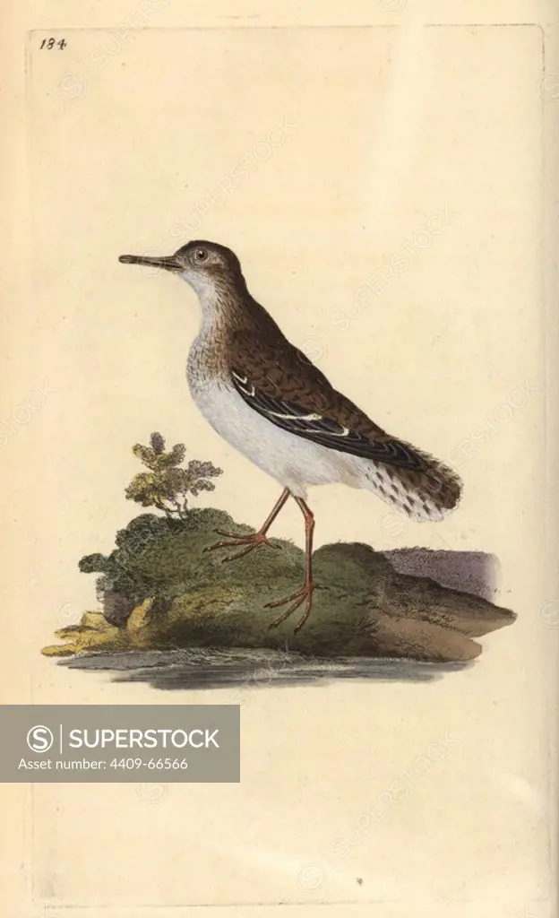 Spotted sandpiper, Actitis macularia. Handcoloured copperplate drawn and engraved by Edward Donovan from his own "Natural History of British Birds," London, 1794-1819. Edward Donovan (1768-1837) was an Anglo-Irish amateur zoologist, writer, artist and engraver. He wrote and illustrated a series of volumes on birds, fish, shells and insects, opened his own museum of natural history in London, but later he fell on hard times and died penniless.