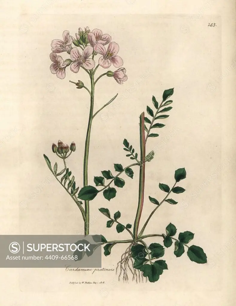 Pink flowered ladies smock or cuckoo-flower, Cardamine pratensis. Handcolored copperplate engraving from a botanical illustration by James Sowerby from William Woodville and Sir William Jackson Hooker's "Medical Botany" 1832. The tireless Sowerby (1757-1822) drew over 2,500 plants for Smith's mammoth "English Botany" (1790-1814) and 440 mushrooms for "Coloured Figures of English Fungi " (1797) among many other works.