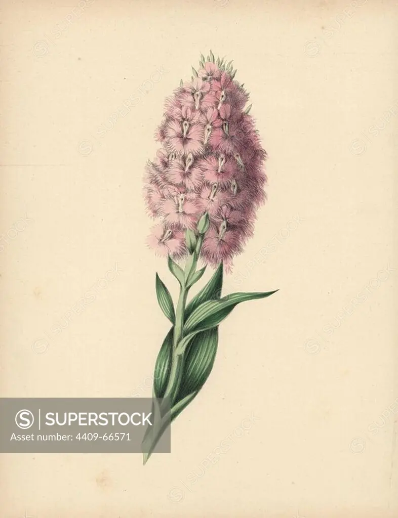 Fringed orchis with pale pink and white flowers. Platanthera psycodes (Orchis psycodes). Illustration by Clarissa Badger, nee Munger, from "Wild Flowers, Drawn and Colored from Nature," New York, 1859. Clarissa Munger (1806-1889) was born into an artistic family in East Guilford, Connecticut. Her father George was an engraver and miniaturist, and her sister Caroline painted portraits. Clarissa married the Rev. Milton Badger in 1828, and in 1848 published "Forget Me Not" with original watercolors, believed to be the prototype "Wild Flowers" (1859) with 22 lithographs and "Floral Belles" (1867) with 16 plates.