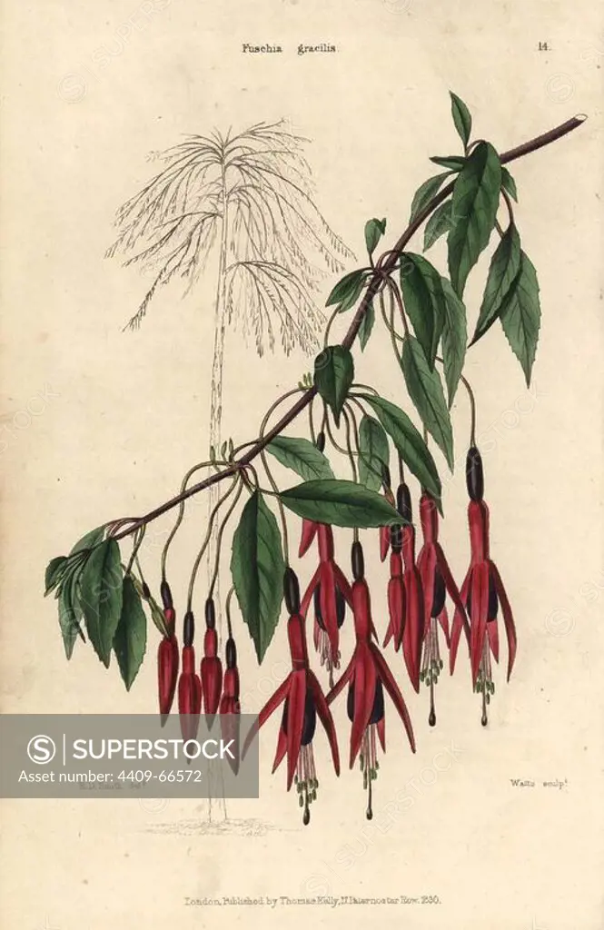 Crimson and purple flowered Fuchsia gracilis. Hand-colored illustration by E.D. Smith engraved by Watts from Charles McIntosh's "Flora and Pomona" 1829. McIntosh (1794-1864) was a Scottish gardener to European aristocracy and royalty, and author of many book on gardening. E.D. Smith was a botanical artist who drew for Robert Sweet, Benjamin Maund, etc.