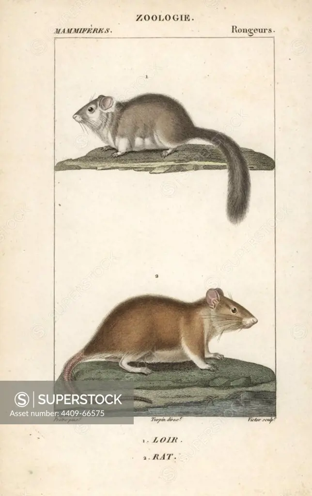 Dormouse, Glis glis, and rat, Rattus norvegicus. Handcoloured copperplate stipple engraving from Frederic Cuvier's "Dictionary of Natural Science: Mammals," Paris, France, 1816. Illustration by J. G. Pretre, engraved by Victor, directed by Pierre Jean-Francois Turpin, and published by F.G. Levrault. Jean Gabriel Pretre (1780~1845) was painter of natural history at Empress Josephine's zoo and later became artist to the Museum of Natural History. Turpin (1775-1840) is considered one of the greatest French botanical illustrators of the 19th century.