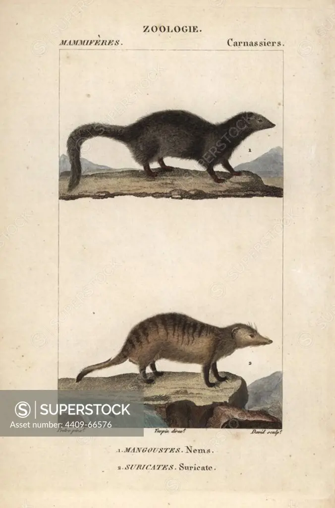 White tailed mongoose, Ichneumia albicauda, and meerkat or suricate, Suricata suricatta. Handcoloured copperplate stipple engraving from Frederic Cuvier's "Dictionary of Natural Science: Mammals," Paris, France, 1816. Illustration by J. G. Pretre, engraved by David, directed by Pierre Jean-Francois Turpin, and published by F.G. Levrault. Jean Gabriel Pretre (1780~1845) was painter of natural history at Empress Josephine's zoo and later became artist to the Museum of Natural History. Turpin (1775-1840) is considered one of the greatest French botanical illustrators of the 19th century.