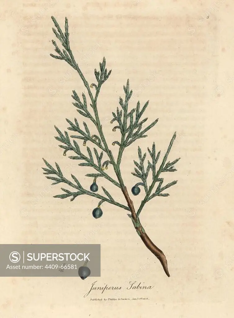Common savin branch and berry, Juniperus sabina. Handcolored copperplate engraving from a botanical illustration by James Sowerby from William Woodville and Sir William Jackson Hooker's "Medical Botany" 1832. The tireless Sowerby (1757-1822) drew over 2,500 plants for Smith's mammoth "English Botany" (1790-1814) and 440 mushrooms for "Coloured Figures of English Fungi " (1797) among many other works.