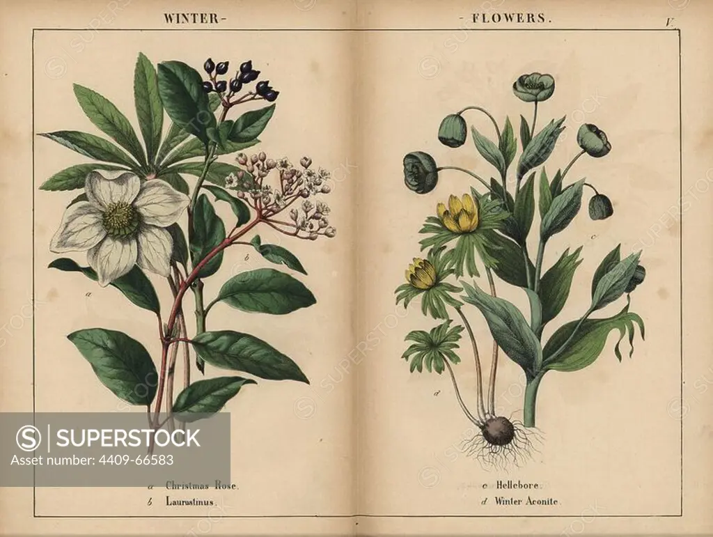 White Christmas rose, white laurustinus, green hellebore, and yellow winter aconite. Chromolithograph from "The Instructive Picturebook, or Lessons from the Vegetable World," Charlotte Mary Yonge, Edinburgh, 1858.