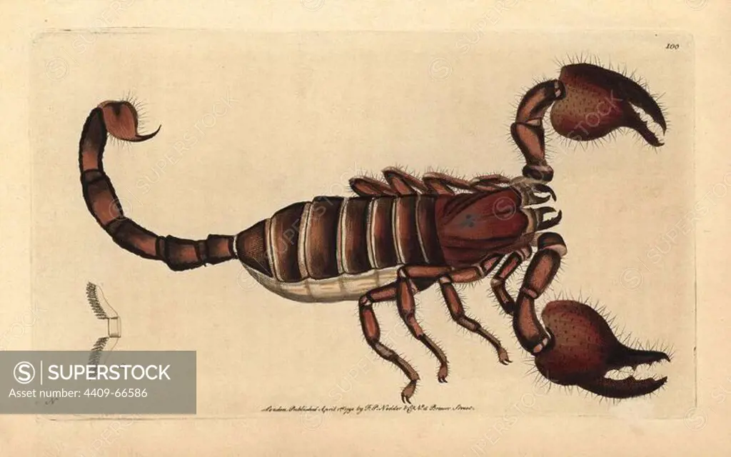 Giant forest scorpion, Heterometrus indus. Illustration signed N (Frederick Nodder).. Handcolored copperplate engraving from George Shaw and Frederick Nodder's "The Naturalist's Miscellany" 1792.. Frederick Polydore Nodder (1751~1801) was a gifted natural history artist and engraver. Nodder honed his draftsmanship working on Captain Cook and Joseph Banks' Florilegium and engraving Sydney Parkinson's sketches of Australian plants. He was made "botanic painter to her majesty" Queen Charlotte in 1785. Nodder also drew the botanical studies in Thomas Martyn's Flora Rustica (1792) and 38 Plates (1799). Most of the 1,064 illustrations of animals, birds, insects, crustaceans, fishes, marine life and microscopic creatures for the Naturalist's Miscellany were drawn, engraved and published by Frederick Nodder's family. Frederick himself drew and engraved many of the copperplates until his death. His wife Elizabeth is credited as publisher on the volumes after 1801. Their son Richard Polydore (1