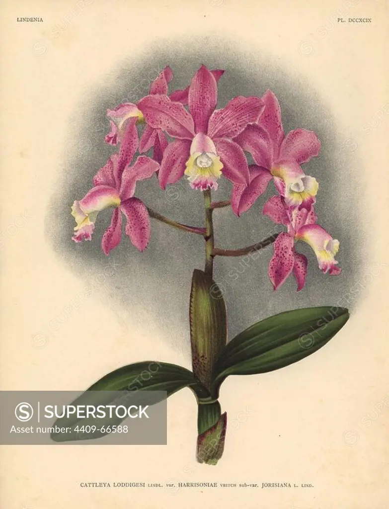 Harrisoniae variety of Cattleya loddigesi, Lindl., orchid. Botanical illustration in chromolithograph from Lucien Linden's "Lindenia, Iconographie des Orchidees," Brussels, 1903.