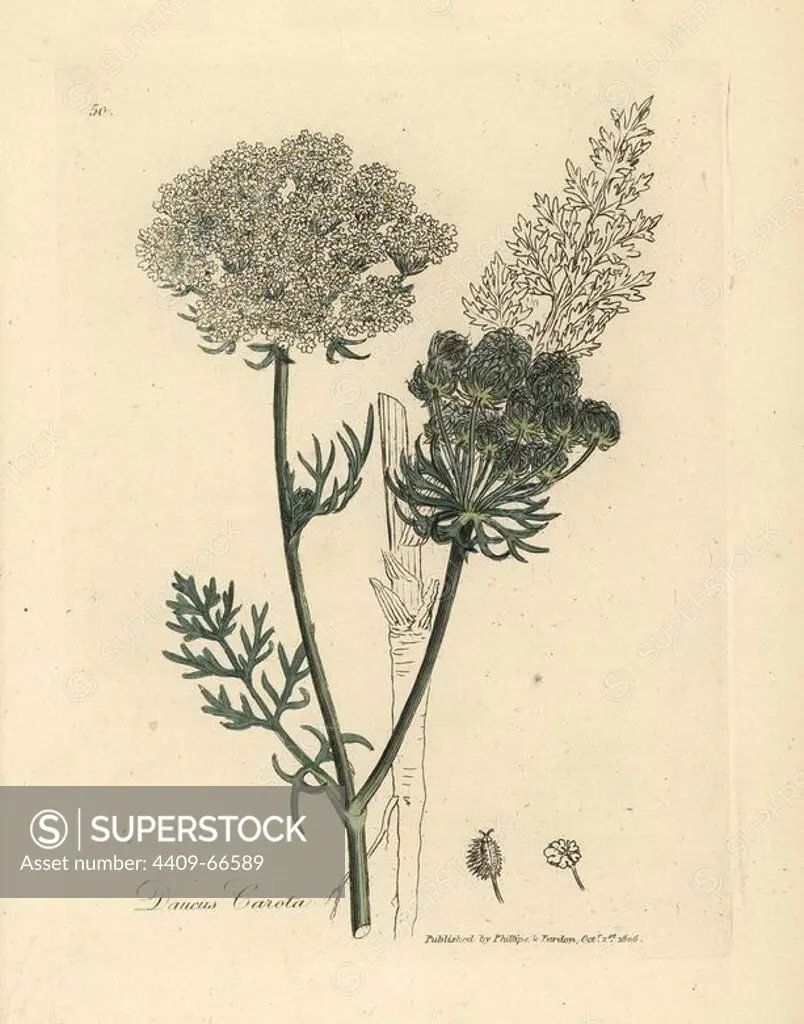 White flowered wild carrot plant and root outline, Daucus carota. Handcolored copperplate engraving from a botanical illustration by James Sowerby from William Woodville and Sir William Jackson Hooker's "Medical Botany" 1832. The tireless Sowerby (1757-1822) drew over 2,500 plants for Smith's mammoth "English Botany" (1790-1814) and 440 mushrooms for "Coloured Figures of English Fungi " (1797) among many other works.