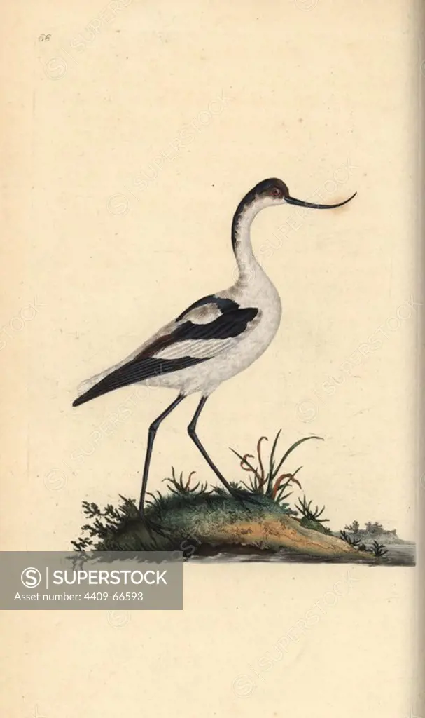 Pied avocet, Recurvirostra avocetta. Handcoloured copperplate drawn and engraved by Edward Donovan from his own "Natural History of British Birds," London, 1794-1819. Edward Donovan (1768-1837) was an Anglo-Irish amateur zoologist, writer, artist and engraver. He wrote and illustrated a series of volumes on birds, fish, shells and insects, opened his own museum of natural history in London, but later he fell on hard times and died penniless.
