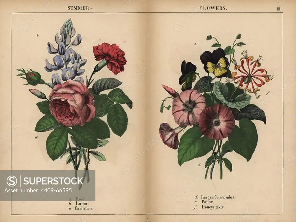 Pink cabbage rose, blue lupin, scarlet carnation, purple larger convolvulus, purple and yellow pansy, and pink and orange honeysuckle.. Chromolithograph from "The Instructive Picturebook, or Lessons from the Vegetable World," Charlotte Mary Yonge, Edinburgh, 1858.