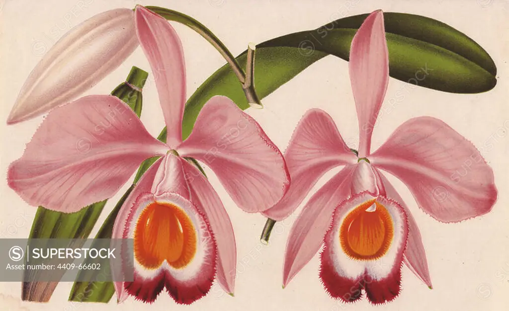 Pink and orange cattleya orchid. Cattleya eldorado splendens Lind.. Illustration and lithograph by L. Stroobant of Ghent, from Jean Linden's "L'Illustration Horticole" 1880s.