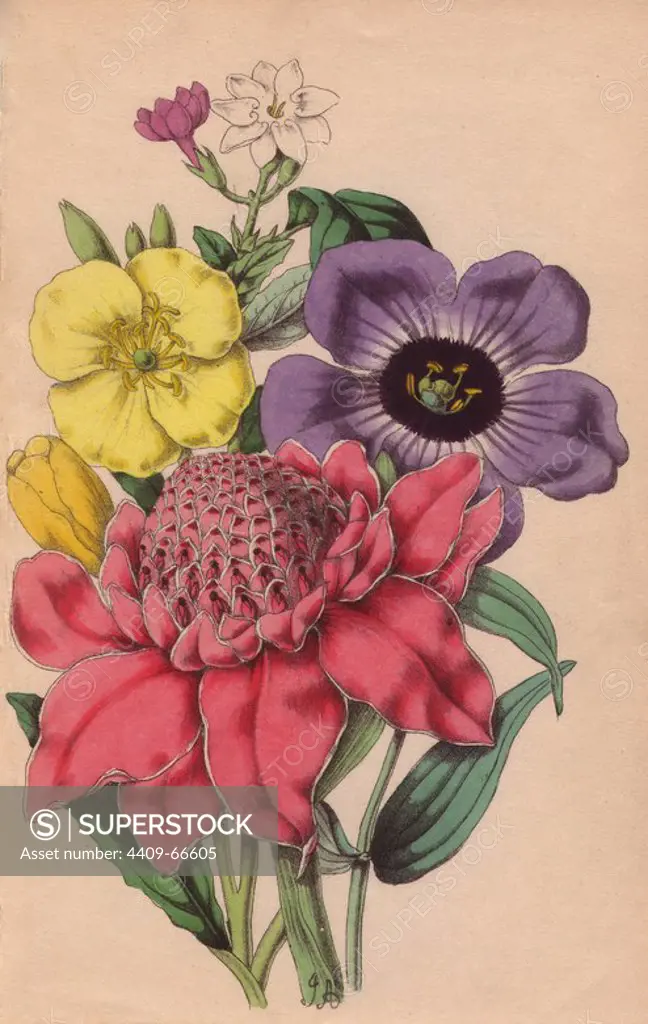 Arabian jasmine, oenothera, lisianthus and alpinia. Lithograph designed and coloured by James Andrews from Robert Tyas' "Flowers from Foreign Lands," London, 1853, Houlston and Stoneman. Little is known about the artist James Andrews (1801~1876) apart from his work. This gifted artist taught flower-painting to young ladies and published a treatise Lessons in Flower Painting in 1835. Blunt calls him "an illustrator of sentimental flower books," but admits that he was "very talented." His signature JA can be found in many botanical gift books for publisher Robert Tyas from The Sentiment of Flowers (1836) to Flowers from Foreign Lands (1853). He went on to illustrate Mrs. Lee's Trees, Plants and Flowers (1854), Edward Henderson's Illustrated Bouquet (1857~1864), and Rev. Honywood Dombrain's Floral Magazine (1862~1866). He also provided the illustrations for the gardening magazine The Florist, Fruitist and Garden Miscellany, which ran from 1848 to 1857.